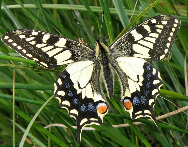File:RSPB Strumpshaw Fen Norfolk Swallowtail.jpg