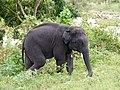 * Nomination Raghu, 6 year old juvenile camp elephant (f), featured in the 2022 Oscar-winning "The Elephant Whisperers" --Tagooty 00:37, 15 May 2023 (UTC) * Promotion Good quality. --XRay 03:36, 15 May 2023 (UTC)