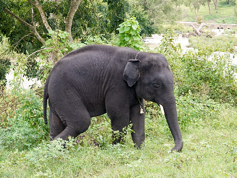 File:Raghu Moyar Theppakadu Sep22 A7C 02909.jpg