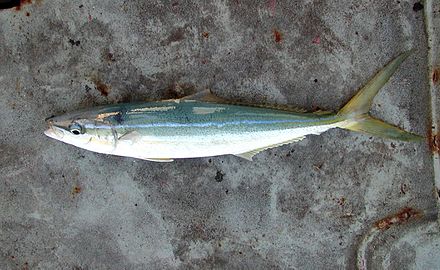 A rainbow runner fish caught on Clipperton Island - Wikipedia says that "their flesh is said to be of fair to excellent standard"