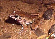 Rana cubitalis.jpg