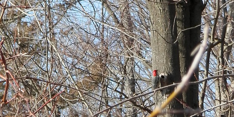 Red-bellied Woodpecker (Melanerpes carolinus)