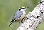 Thumbnail for File:Red-breasted Nuthatch 8251m.jpg