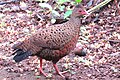 Red Spurfowl (Galloperdix spadicea stewarti) female