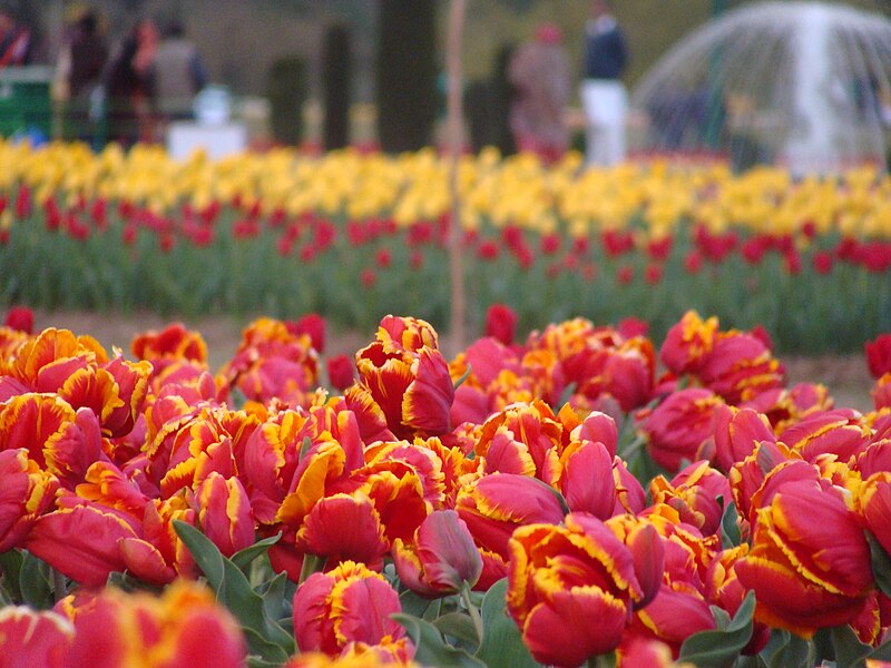 File:Red and Yellow Tulips.JPG