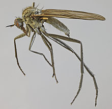 Ženka Rhamphomyia stigmosa, Sjeverni Wales, svibanj 2012. (16719175509) .jpg