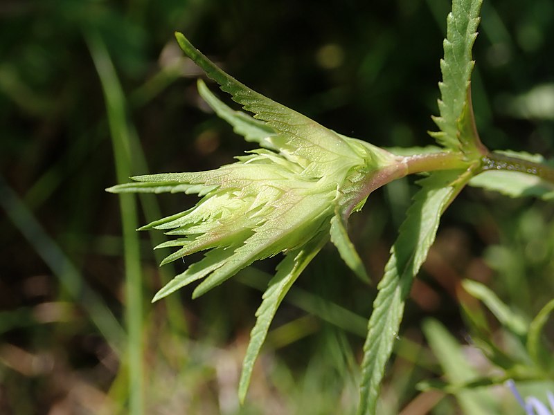 File:Rhinanthus serotinus 2022-06-08 0599.jpg