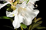 Miniatuur voor Bestand:Rhododendron formosum Wall.- Pl. Asiat. Rar. (Wallich). 3- 3- t. 207 (1831). 20240413 002930.jpg