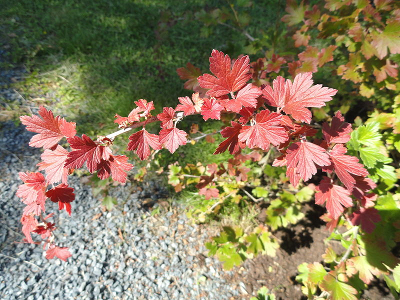 File:Ribes hirtellum - Botanical Garden in Kaisaniemi, Helsinki - DSC03482.JPG