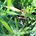 de:Riesenschnake cat:Tipula maxima ?