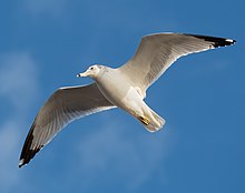 Ring-billed gull in flight over Bush Terminal Park (85214).jpg