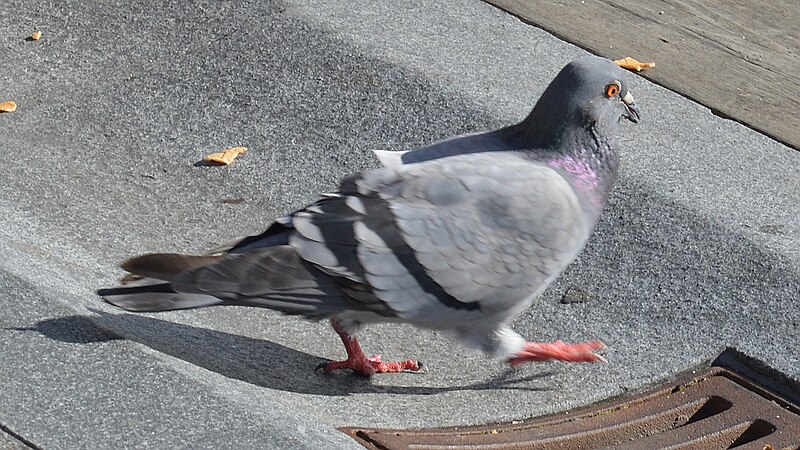 File:Rock Dove (Columba livia) - Oslo, Norway 2020-09-16 (02).jpg