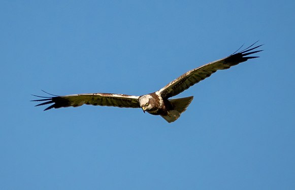 Marsh harrier in flight