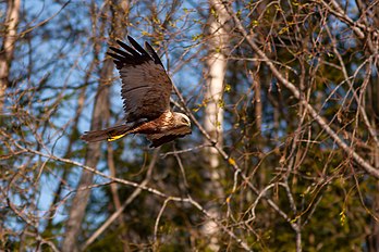 Tartaranhão-ruivo-dos-pauis (Circus aeruginosus) fotografado na região de Harju, Estônia. (definição 3 089 × 2 059)