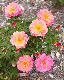 Rosa 'Cubana'