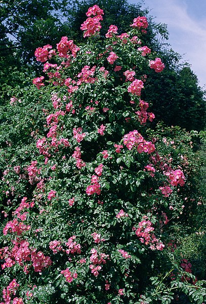 File:Rosa 'Wilhelm'.jpg