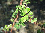 Rosa jasminoides leaves.JPG