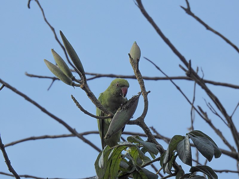 File:Rose ringed parakeet 02.jpg