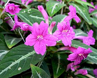 <i>Ruellia makoyana</i> species of plant