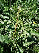 Gemüse-Ampfer in Island (Rumex longifolius)