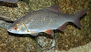 Le Gardon (Rutilus rutilus).