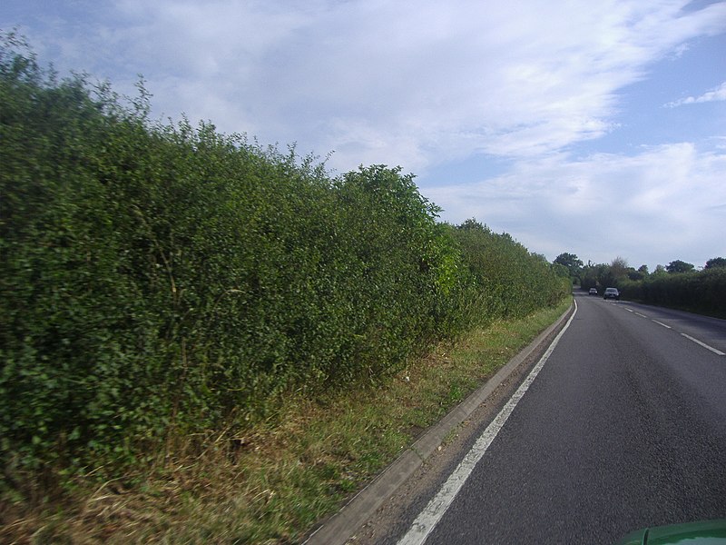 File:Rycote Lane, North Weston - geograph.org.uk - 2524772.jpg