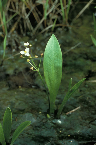 <i>Sagittaria fasciculata</i> Species of aquatic plant