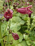 Salvia brevilabra üçün miniatür