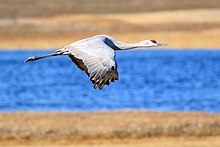 Sandhill crane in flight over Llano Seco.jpg