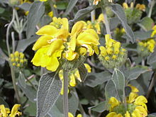 Phlomis fruticosa dit « sauge de Jérusalem » en fleur.