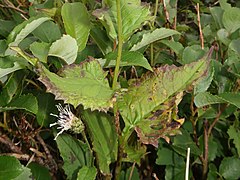 茎葉の葉身は三角状卵形になり、短い葉柄がある。