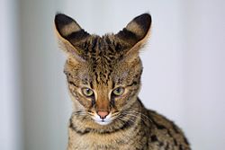 Savannah (gato) - Wikipedia, la enciclopedia libre