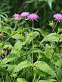 Scabiosa holosericea, Driakiew jedwabista, 2015-06-04