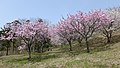 2018年5月19日 (土) 09:41時点における版のサムネイル