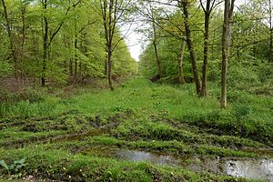 Schleswig-Holstein, Rosdorf, Landschaftschutzgebiet Waldfläche Wulfshorst NIK 6424.jpg