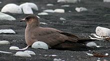 Parasitic jaeger Schmarotzer2.jpg