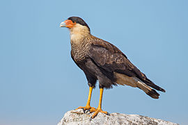 Crested caracara