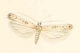 Scrobipalpa halymella