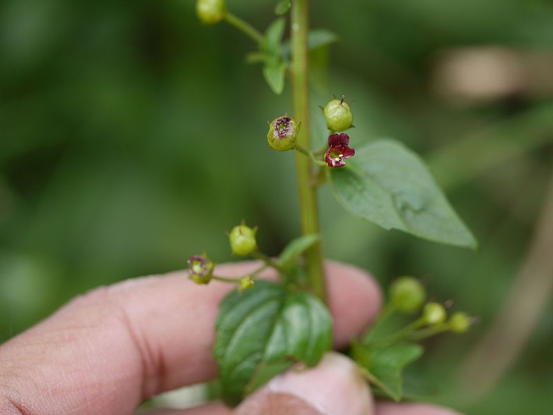 File:Scrophularia nodosa (6377732013).jpg