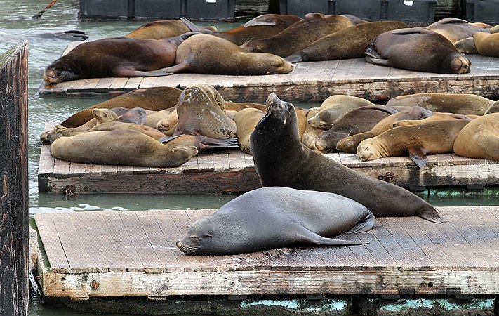 Humans aren't the only travelers that like to relax at San Fransisco Piers - These sea lions like to relax at the piers too!