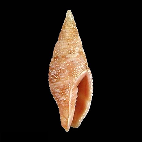 File:Seashell Gemmulimitra strongae.jpg