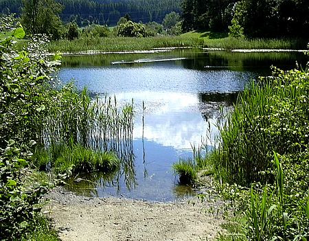 Seerosenweiher Nord