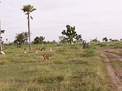 Senegali savann koos kitsedega
