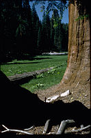 Sequoia and Kings Canyon National Parks SEKI3848.jpg