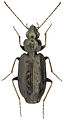 File:Sericoda quadripunctata (DeGeer) - ZooKeys-245-001-g036.jpeg