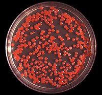 Serratia marcescens