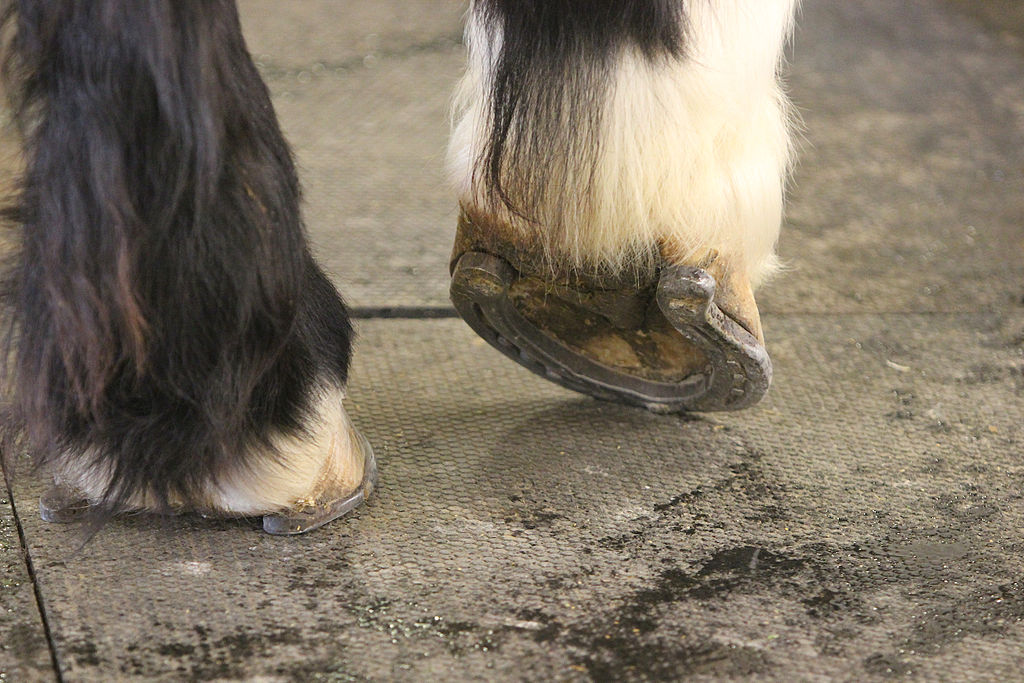patas pezuñas del caballo shire
