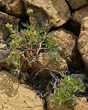 Shrubby Cinquefoil (Dasiphora fruticosa)