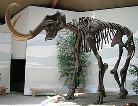Siegsdorfer Mammut.jpg