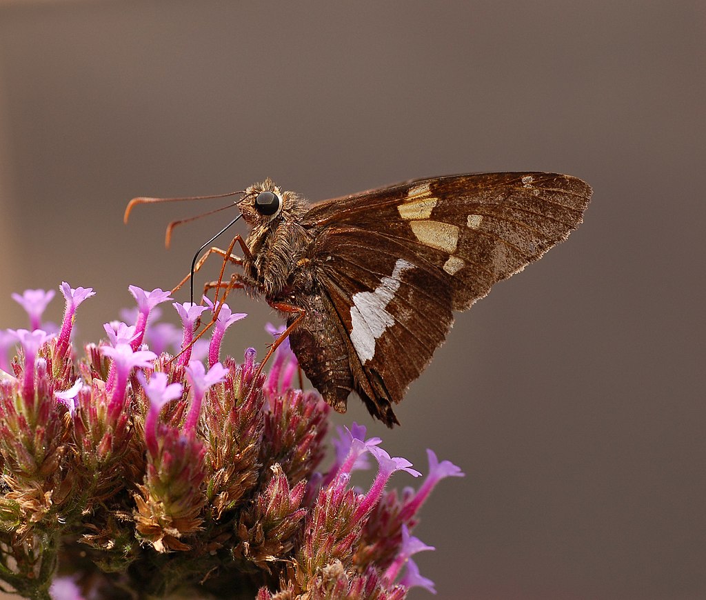 Cramer’s Silver-drop Skipper